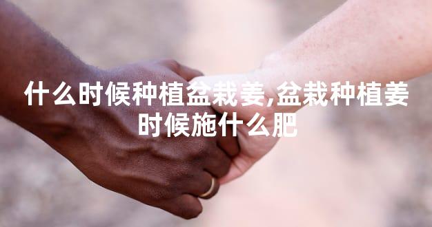 什么时候种植盆栽姜,盆栽种植姜时候施什么肥