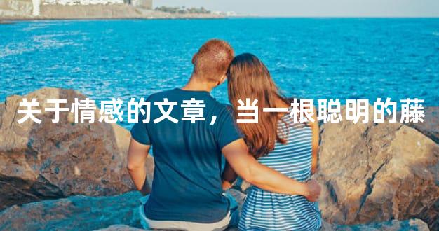 关于情感的文章，当一根聪明的藤