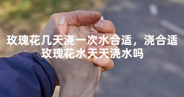 玫瑰花几天浇一次水合适，浇合适玫瑰花水天天浇水