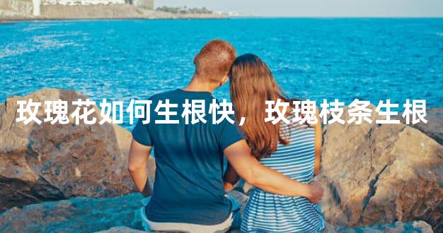 玫瑰花如何生根快，玫瑰枝条生根